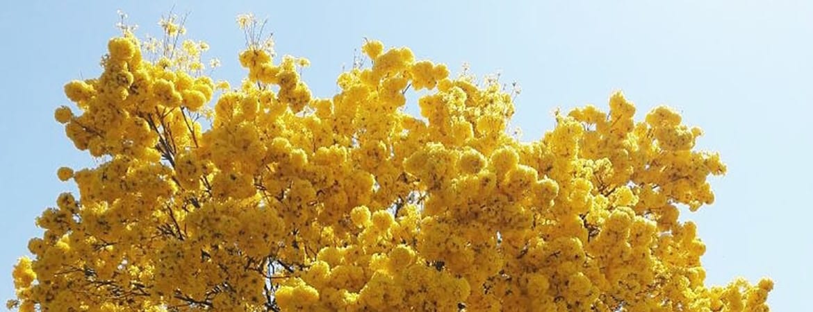 1 1170x450 acf cropped 1