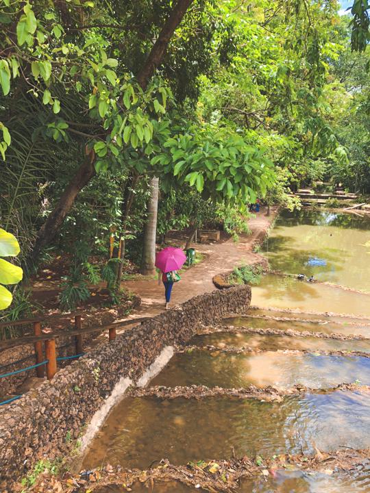 Bosque dos Buritis é um dos lugares para relaxar em Goiânia