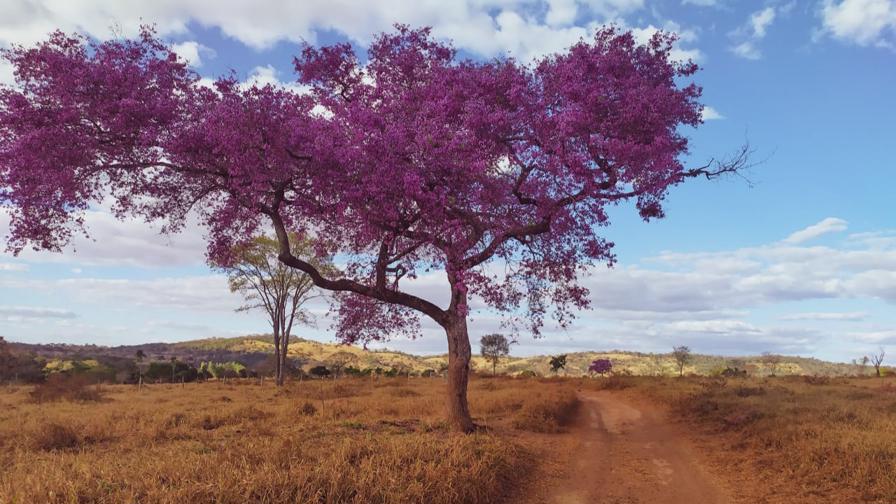 Caminho de Cora Coralina será reaberto para visitantes