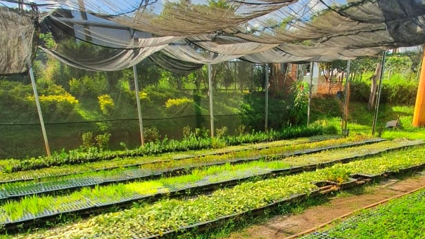 Projeto Flores plantou 1,3 milhão de mudas ornamentais em Goiânia
