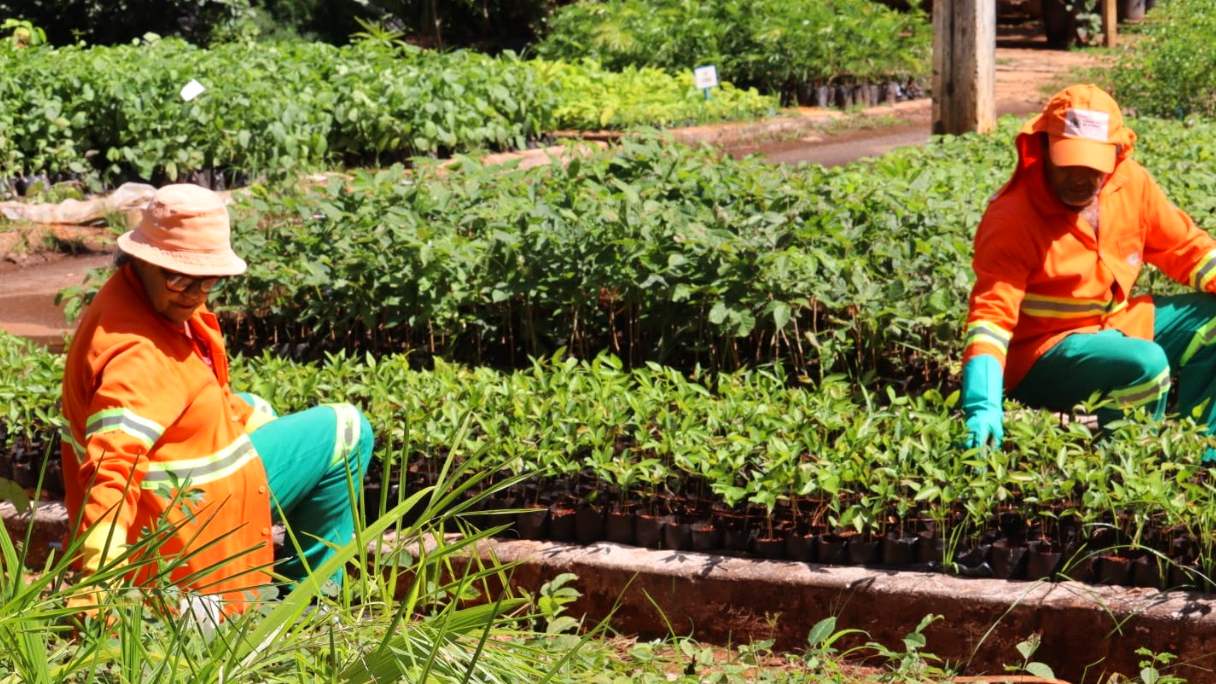 Viveiros da Comurg em Goiâinia produzem 325 mil mudas de plantas
