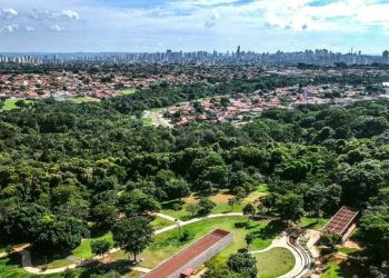 Plano de Arborização de Goiânia entra em vigor 17 anos após início de estudos
