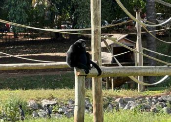Zoológico de Goiânia abriga o único siamang da América Latina