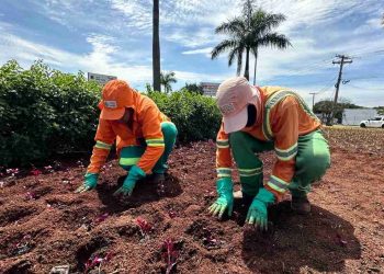 Comurg prevê plantio de 76,8 mil mudas em canteiros de praças e vias de Goiânia até fim de dezembro