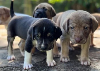 Prefeitura lança campanha para incentivar e ampliar lares temporários de animais em Goiânia