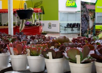 Bazar Estação das Plantas chega à 30ª edição em Goiânia