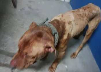 Ação pede que supremo proíba abate de animais apreendidos
