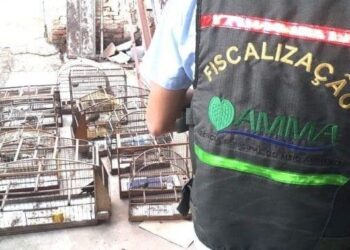 Amma apreende 10 aves silvestres, em Goiânia