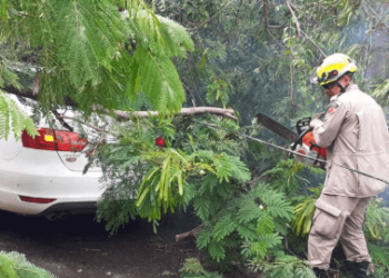 Árvore cai em cima de carro com família dentro no Setor Jaó, em Goiânia