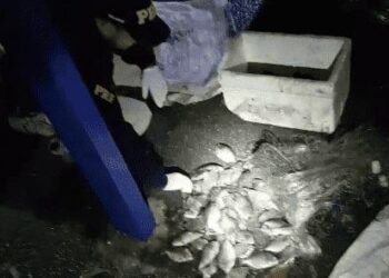 Bêbado, homem é preso ao voltar de pescaria com amigos, em Porangatu