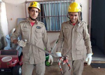 Bombeiros resgatam cobra em quintal de residência, em Planaltina
