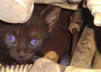 Bombeiros resgatam gato preso em motor de carro, em Ceres