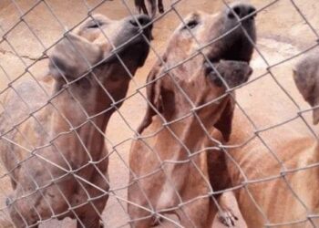 Caiado promete punição para autores de maus-tratos em abrigo de animais em Abadiânia