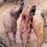 Caiado promete punição para autores de maus-tratos em abrigo de animais em Abadiânia