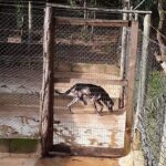 Caiado promete punição para autores de maus-tratos em abrigo de animais em Abadiânia