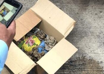 Caixa com 15 cobras e 30 sapos é encontrada na Rodoviária de Goiânia