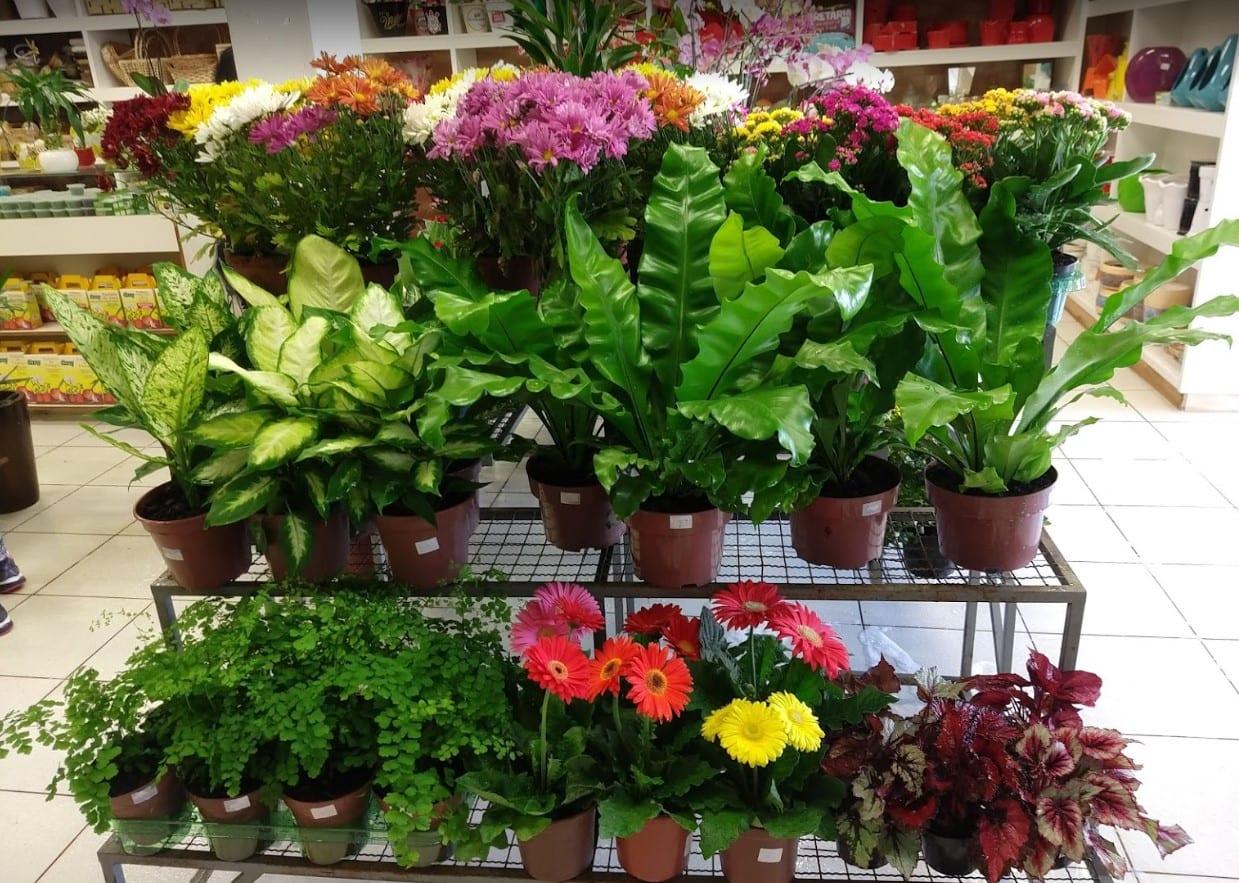 floricultura em Rio Verde