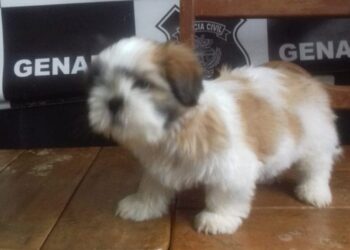 PC recupera cachorro furtado de criança com necessidades especiais, em Ceres