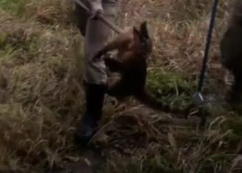 Após ser atacado por cachorro, quati se refugia em residência, em Mineiros