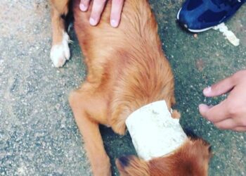 Bombeiros resgatam cachorro preso em cano, em Luziânia