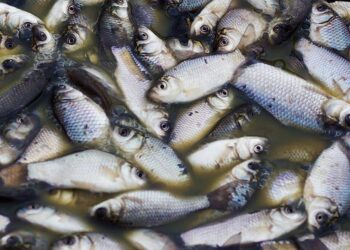 Fortes chuvas causaram morte de peixes no Rio Vermelho, em Aruanã