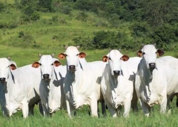 Ladrōes de gado são presos com um bovino abatido, em Mineiros