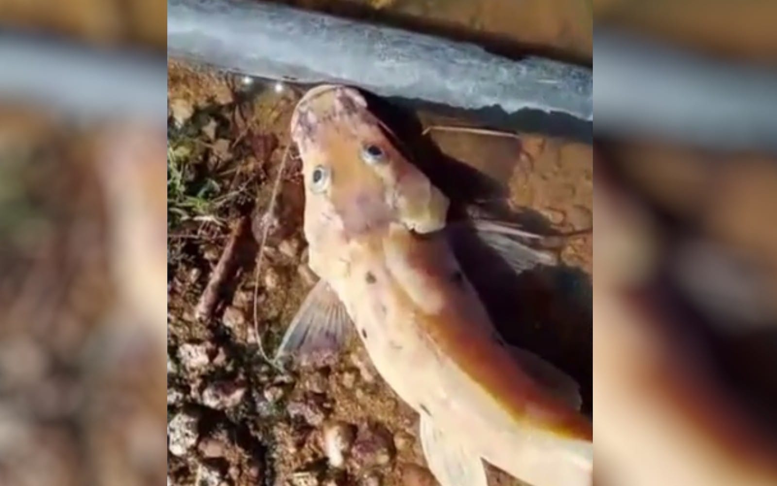 Morte de peixes no Rio Vermelho podem ser devido a grande quantidade de matéria orgânica