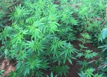 Polícia localiza plantação de maconha em Luziânia 