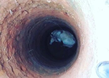 Vaca é resgata após cair em cisterna de 12 metros de profundidade, em Ceres