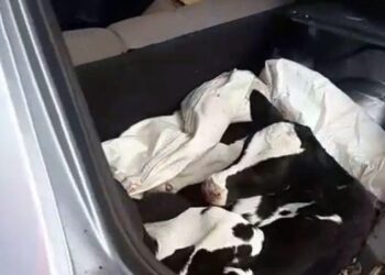 Bêbado e na contramão, motorista levava bezerros no porta-malas, em Rio Verde
