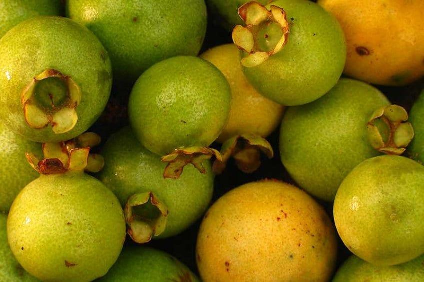 frutas do Cerrado