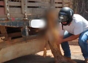 Homem é detido após arrastar cachorro amarrado em veículo, em Pontalina