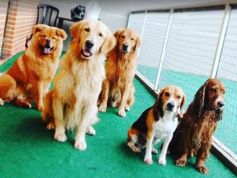 hotel para cachorro Goiânia