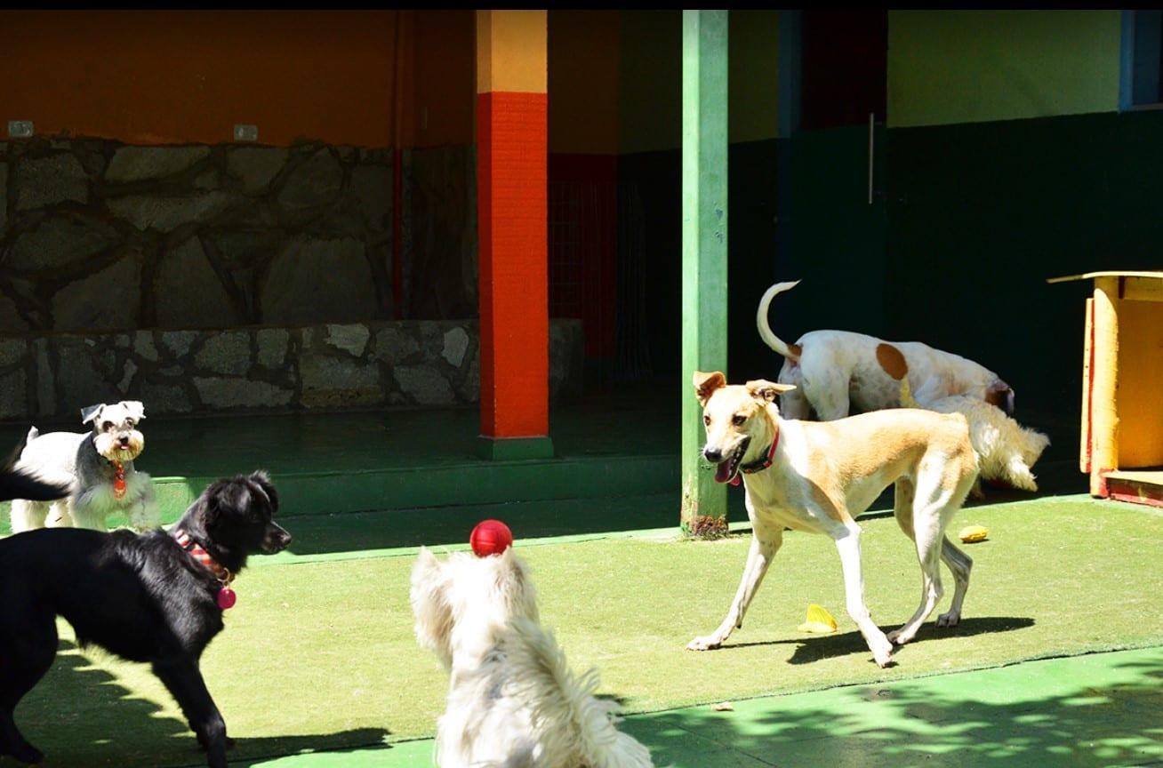 hotel para cachorro Goiânia
