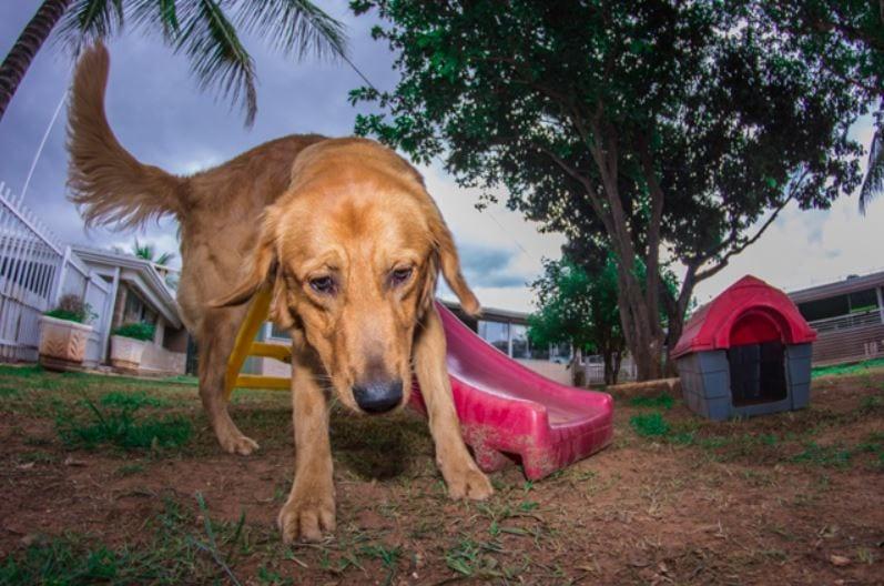 hotel para cachorro Brasília