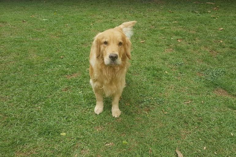 hotel para cachorro Brasília
