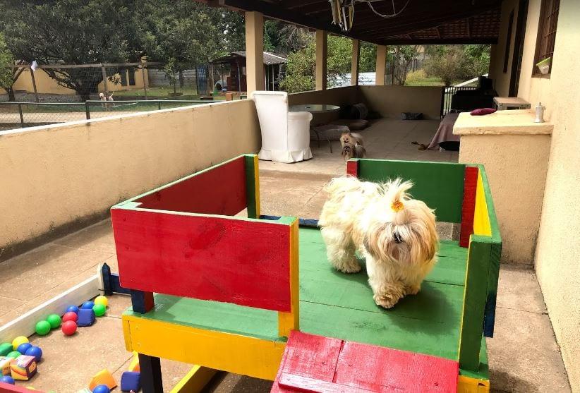 hotel para cachorro Brasília