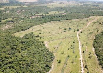 Justiça Federal cobra resposta do governo sobre volume recorde de desmatamento