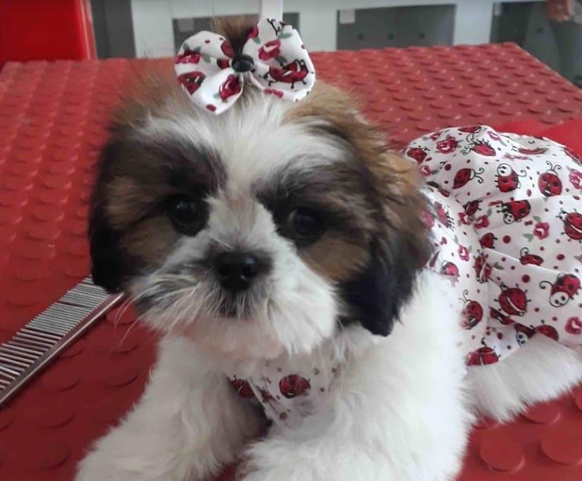 pet shop Aparecida de Goiânia
