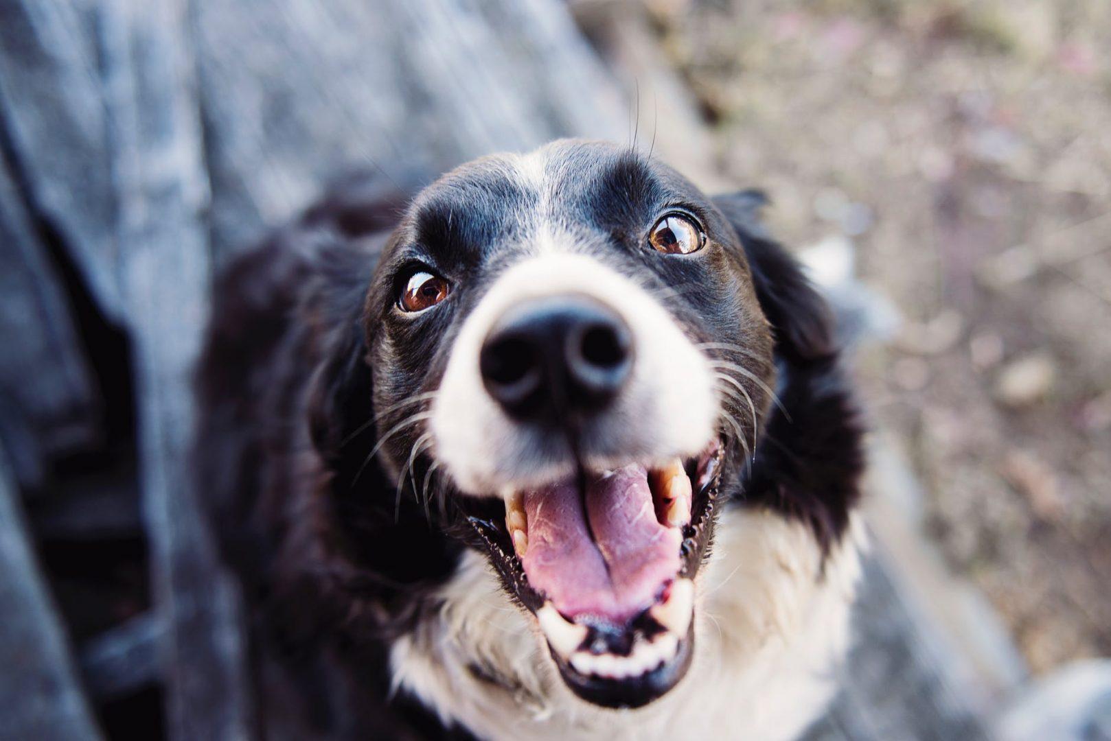 Clínica veterinária em Goiânia: opções que vão te ajudar a cuidar do seu pet