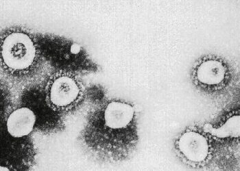 Estudo aponta relação de 96,2% entre novo coronavírus e morcego-ferradura