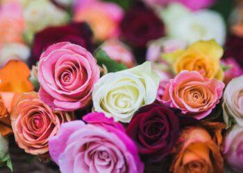 Floriculturas na Asa Sul: melhores opções para surpreender no presente