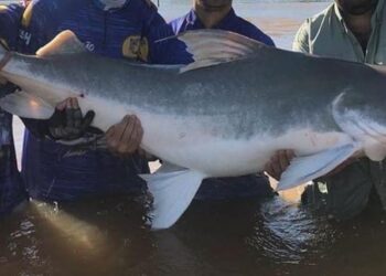 Para evitar aglomeração de turistas, Justiça cancela torneio de pesca em Goiás