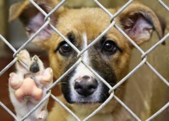 PL que prevê a construção de centro de acolhimento a animais é aprovado, em Goiânia