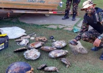 Tartarugas selvagens são encontradas em acampamento irregular, no Rio Araguaia