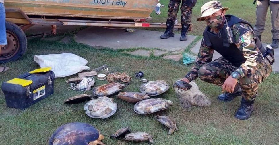 Tartarugas selvagens são encontradas em acampamento irregular, no Rio Araguaia