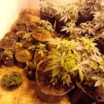 Três pessoas são presas em laboratório de 'supermaconha', em Valparaíso