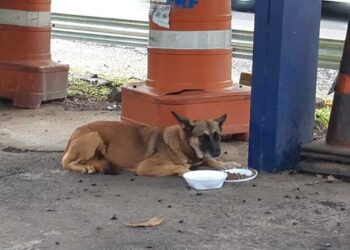 PRF procura dono de cadela que apareceu em um posto policial do Jardim Guanabara