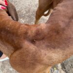 Homem é preso pela segunda vez por maus-tratos contra animais, em Goiânia