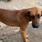 Homem é preso pela segunda vez por maus-tratos contra animais, em Goiânia